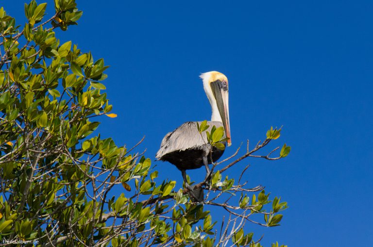 Erlebnis Everglades